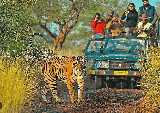 India's Best Wildlife Sanctuaries