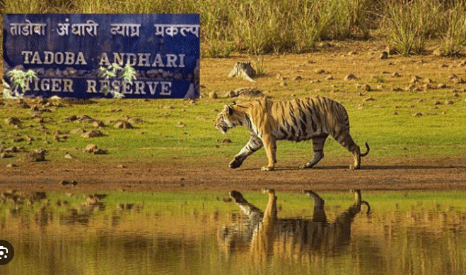 India's Best Wildlife Sanctuaries