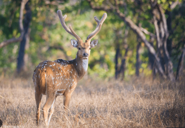 India's Best Wildlife Sanctuaries