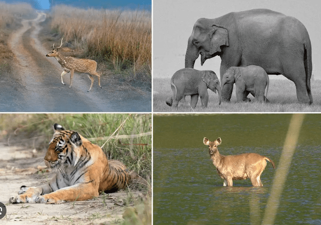 Jim Corbett Wildlife Sanctuary